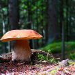 Kuchnia blisko natury: Leśne grzyby – minimum kalorii i maksimum smaku!
