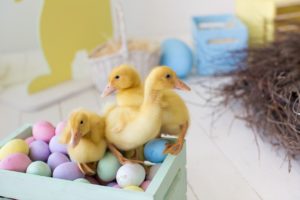 Wielkanoc w nowoczesnym stylu, czyli jak przygotować nieco lżejsze święta bez wychodzenia z domu Zdjecie4_zrodlo_Shutterstock Mazurki, babki, jajka i kolorowe pisanki to synonim nadchodzących dni – Wielkanoc w nowoczesnym stylu, czyli jak przygotować nieco lżejsze święta bez wychodzenia z domu