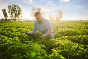 Rolnictwo regeneracyjne odpowiedzią PepsiCo na aktualne zagrożenia dla światowego systemu żywnościowego